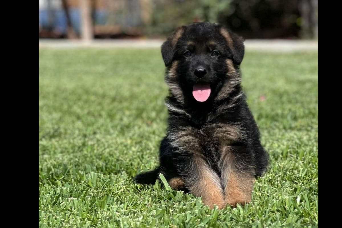 Rottweiler Puppies breeder image 11