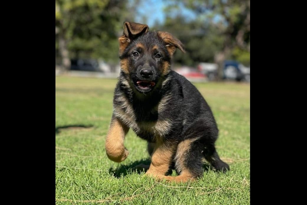 Rottweiler Puppies breeder image 14