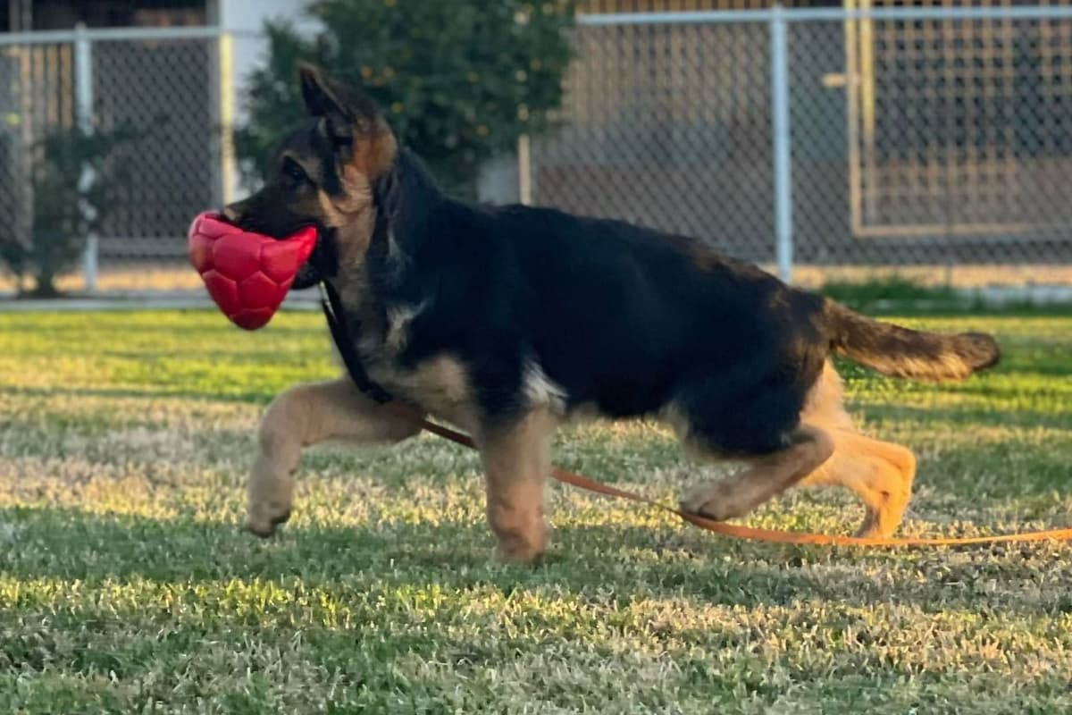 Rottweiler Puppies breeder image 15