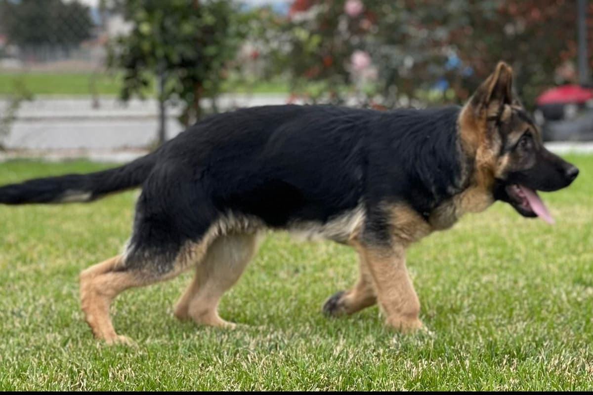 Rottweiler Puppies breeder image 17