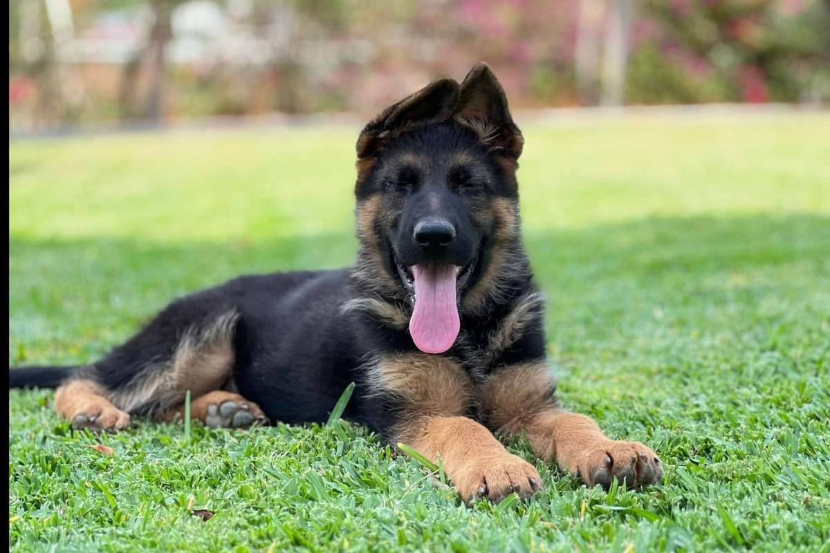 Rottweiler Puppies breeder image 20