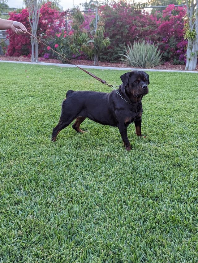 Rottweiler Puppies media 2