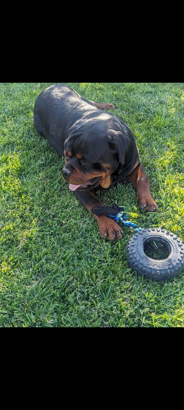 Rottweiler Puppies media 3