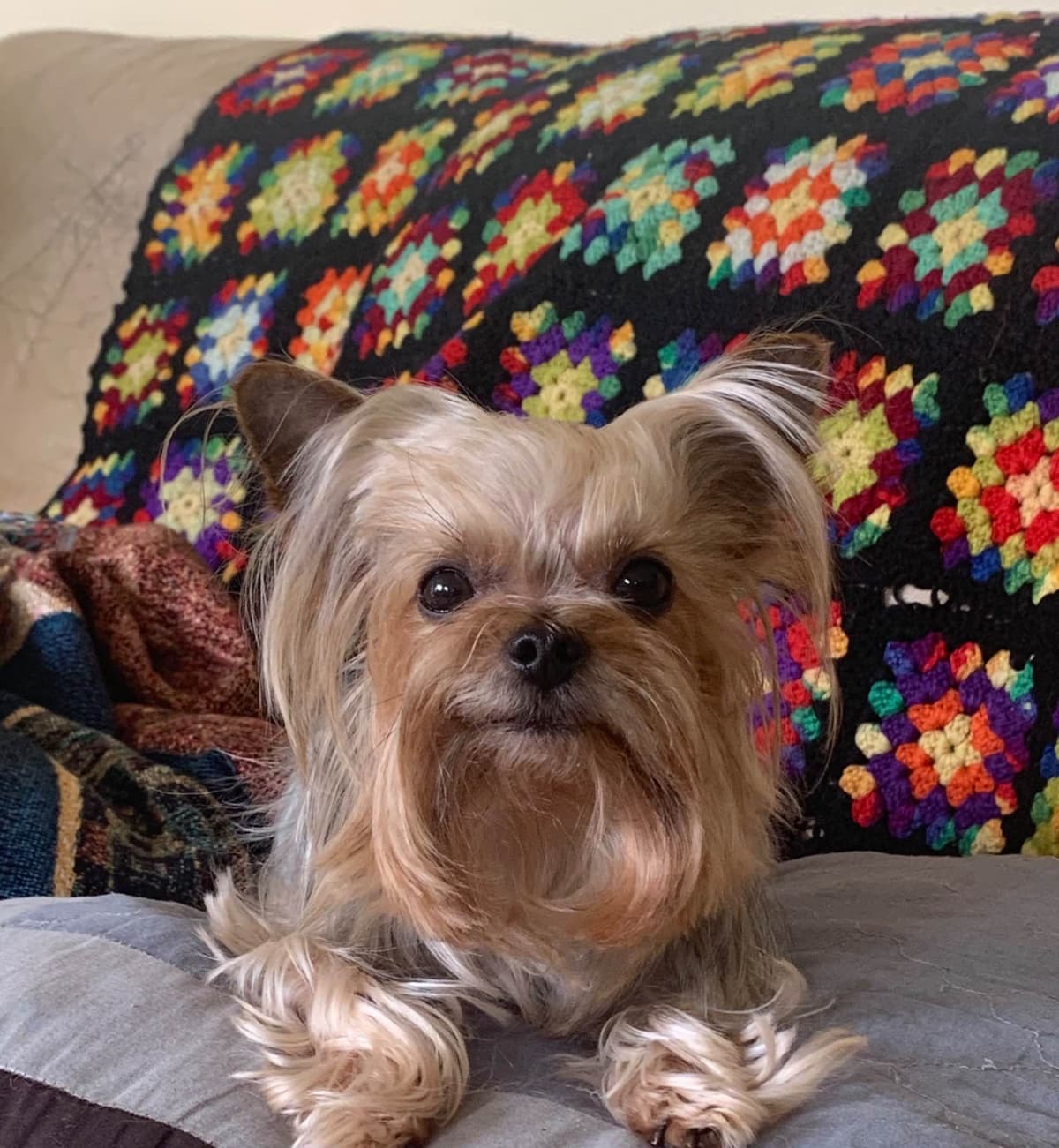 Yorkshire Terrier Puppies breeder image 1