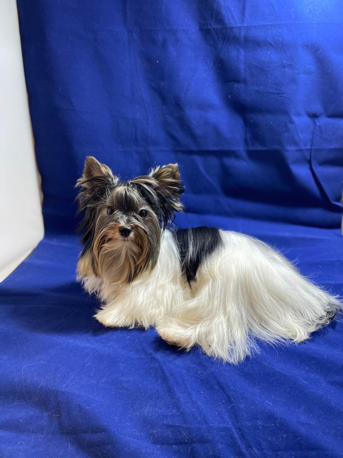 Yorkshire Terrier Puppies breeder image 2