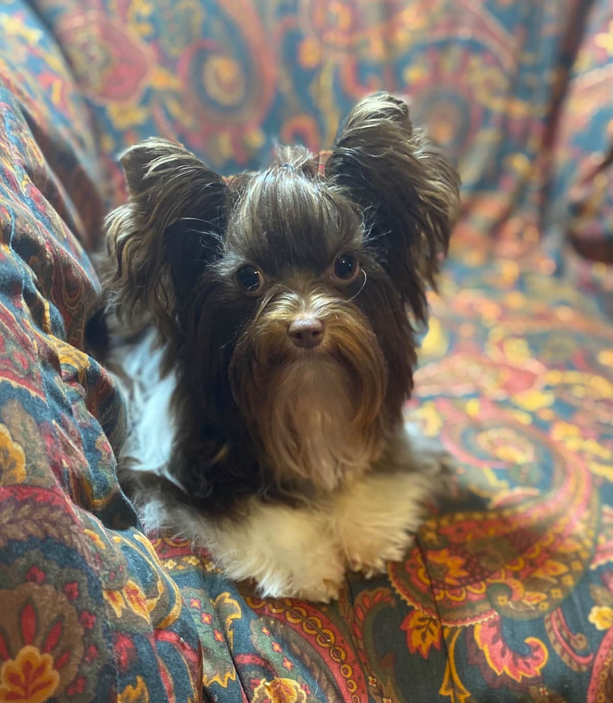 Yorkshire Terrier Puppies breeder image 3