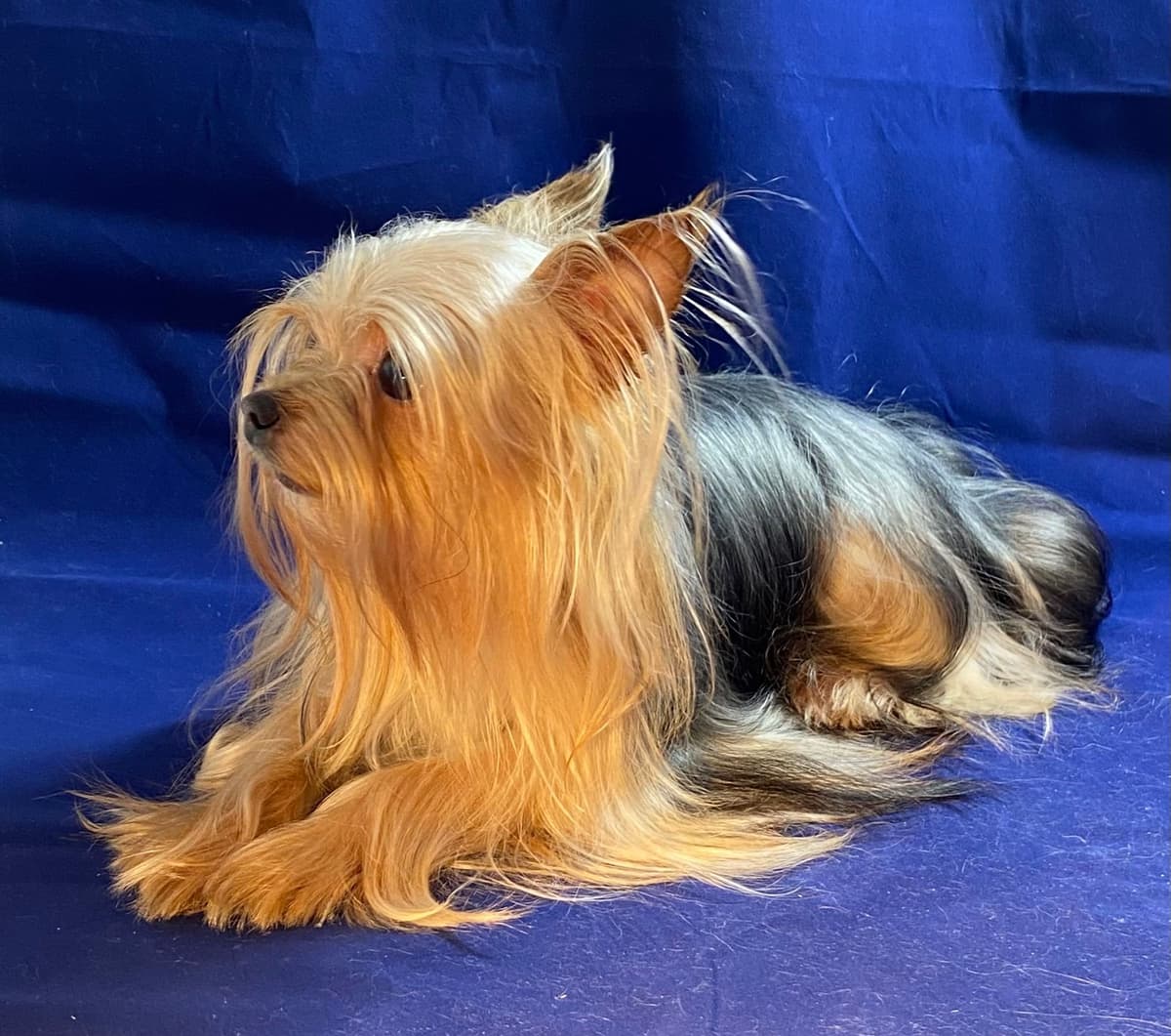 Yorkshire Terrier Puppies breeder image 4