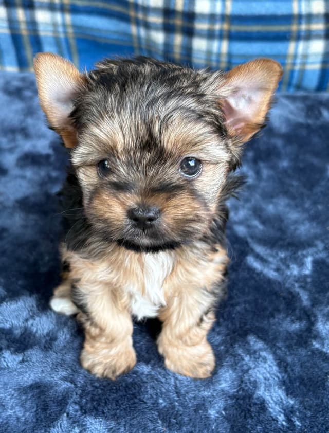Yorkshire Terrier Puppies media 2