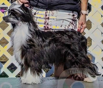 Chinese Crested Puppies breeder image 1