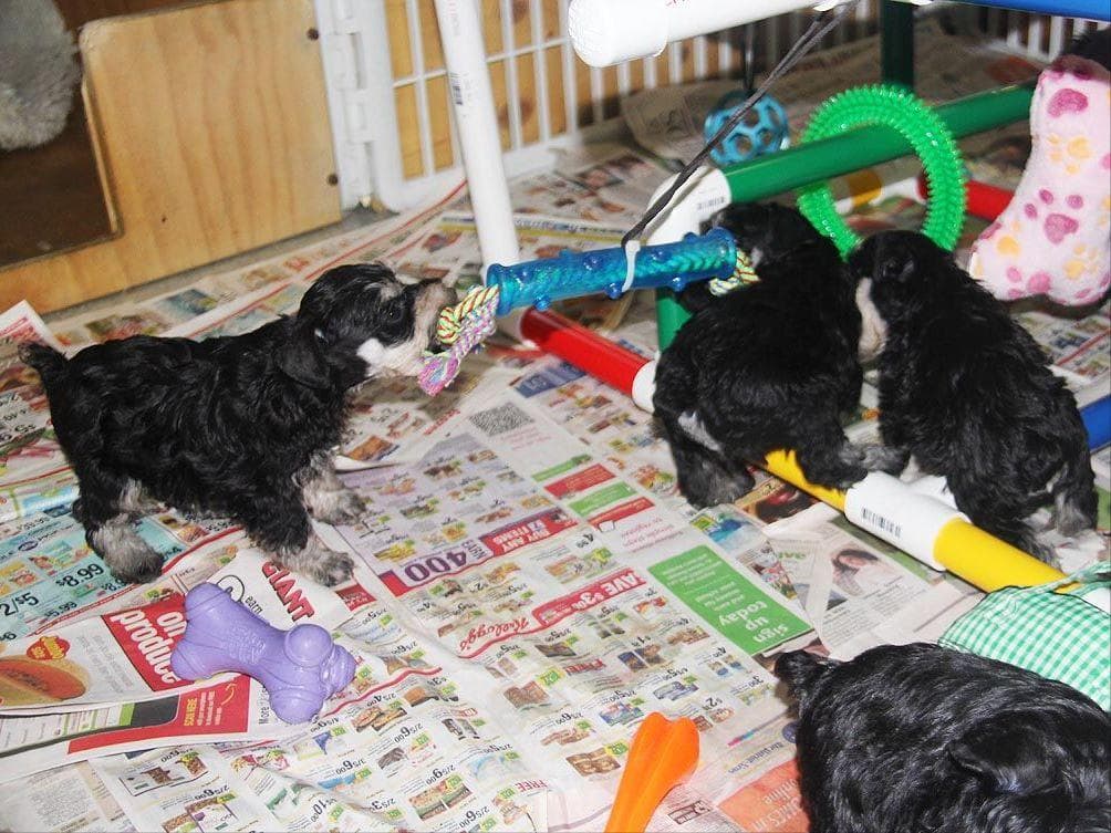 Miniature Schnauzer Puppies breeder image 10