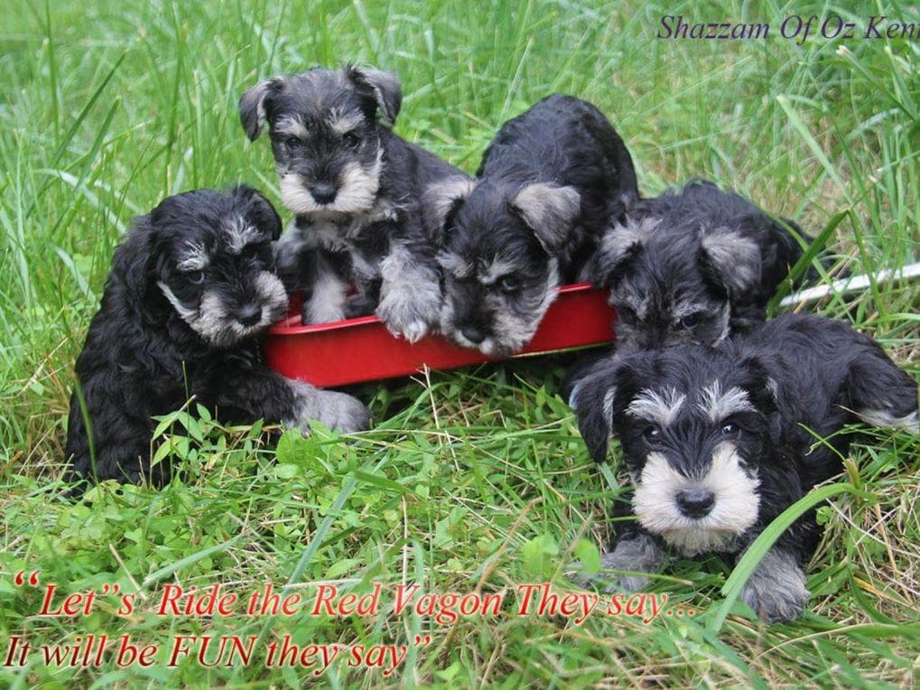 Miniature Schnauzer Puppies breeder image 11
