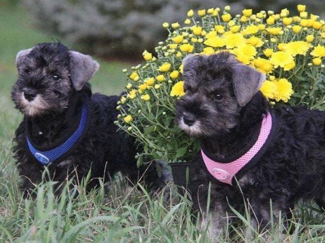 Miniature Schnauzer Puppies breeder image 12