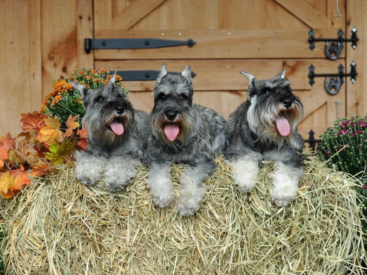 Miniature Schnauzer Puppies breeder image 9