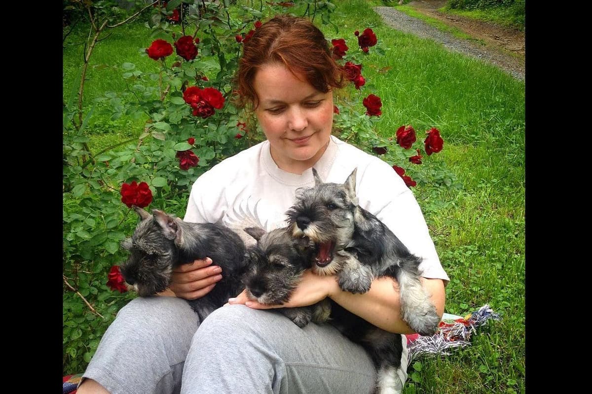Miniature Schnauzer Puppies breeder image 2