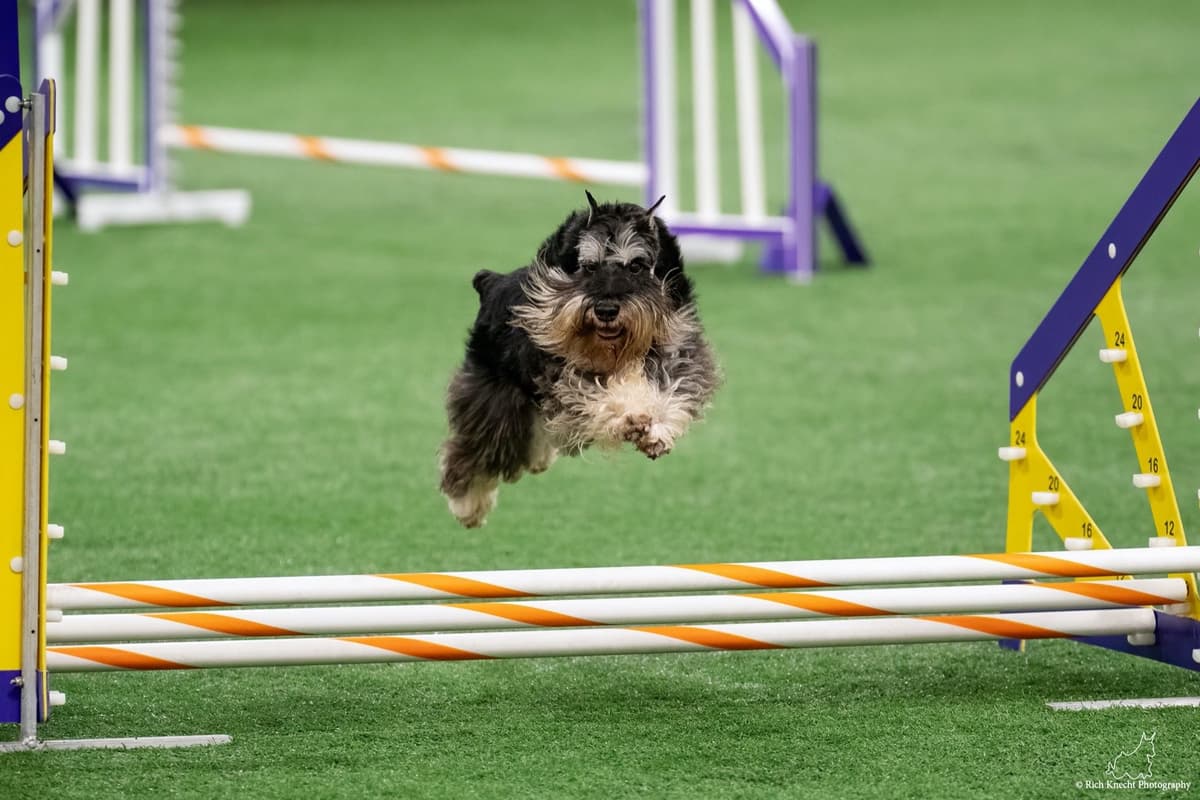 Miniature Schnauzer Puppies breeder image 6