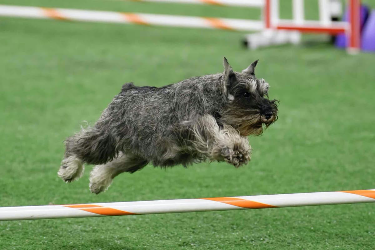Miniature Schnauzer Puppies breeder image 7