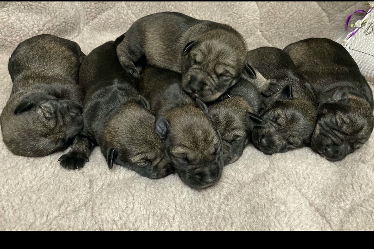Miniature Schnauzer Puppies breeder image 15