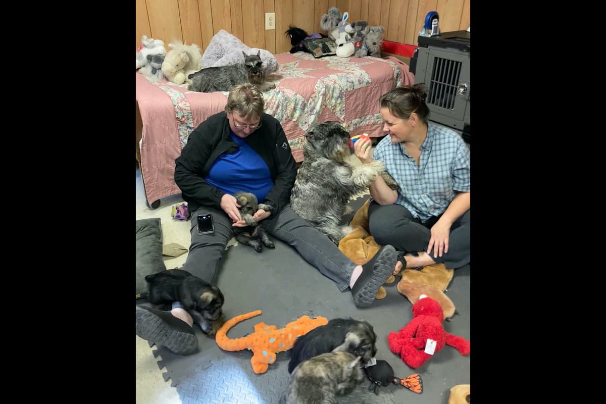 Miniature Schnauzer Puppies breeder image 16