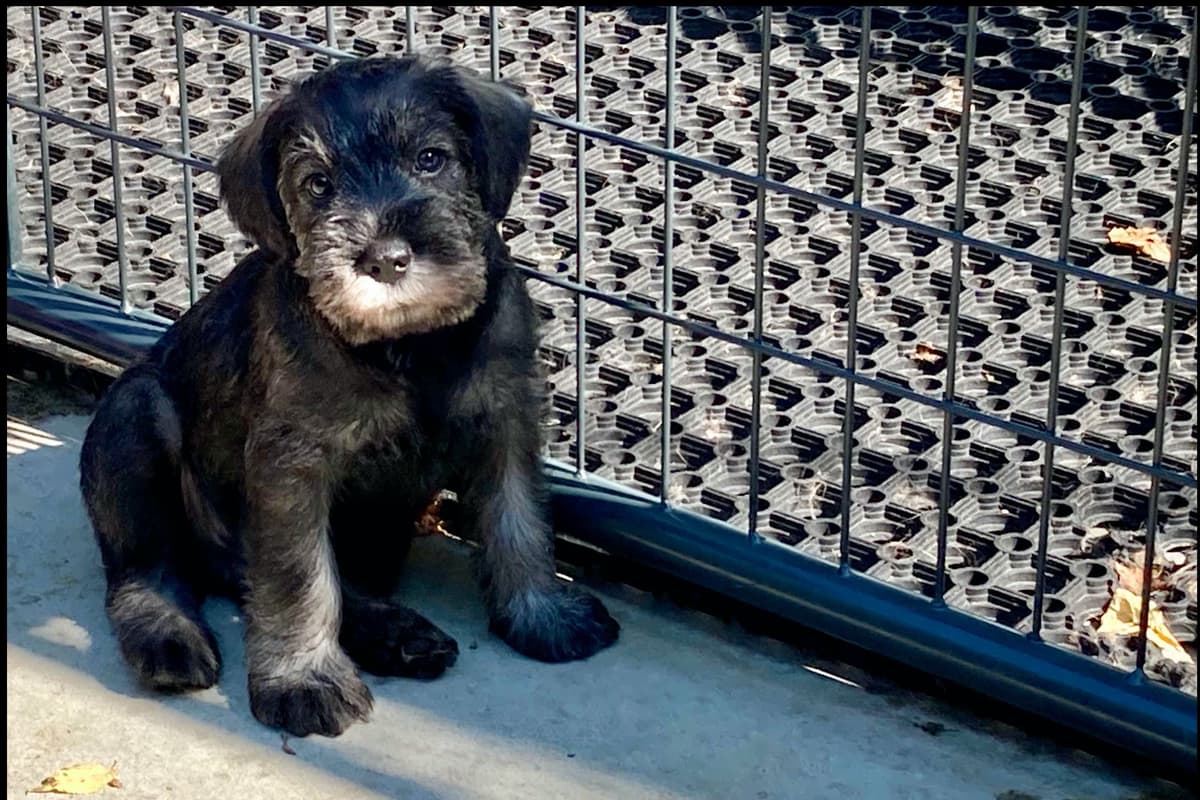 Miniature Schnauzer Puppies breeder image 17