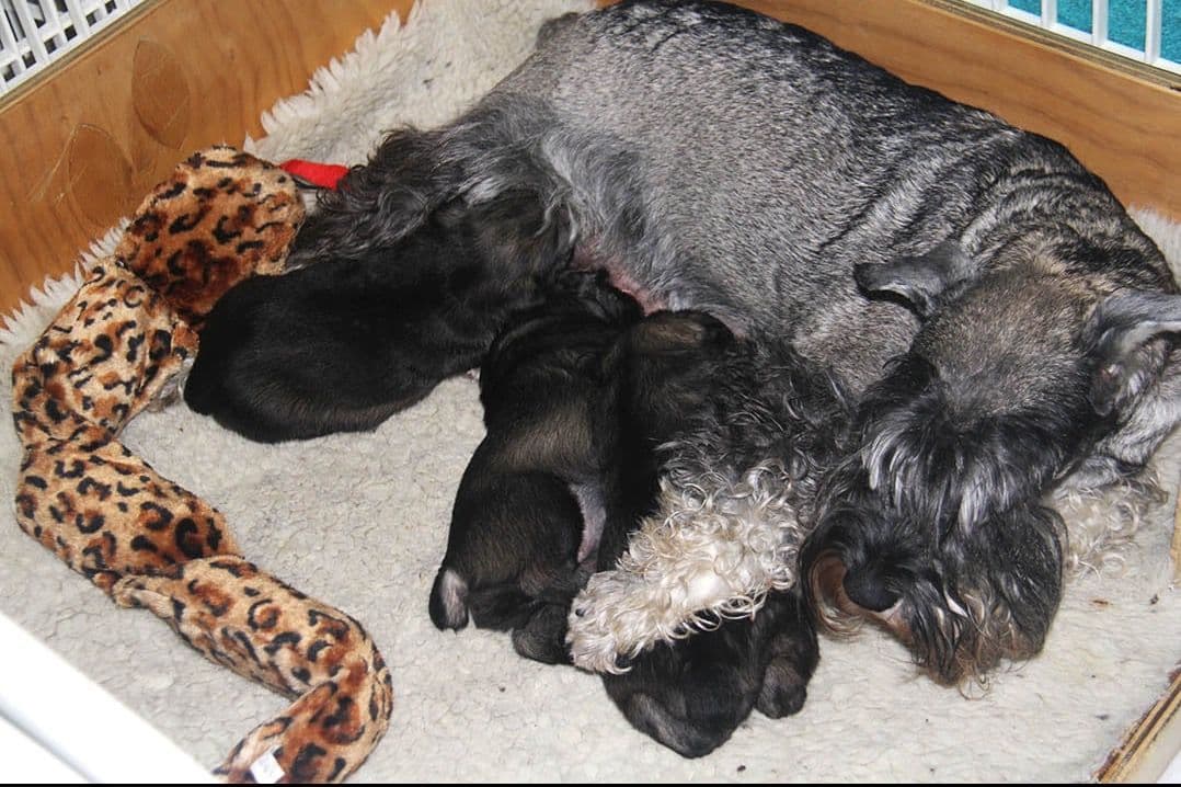 Miniature Schnauzer Puppies breeder image 18