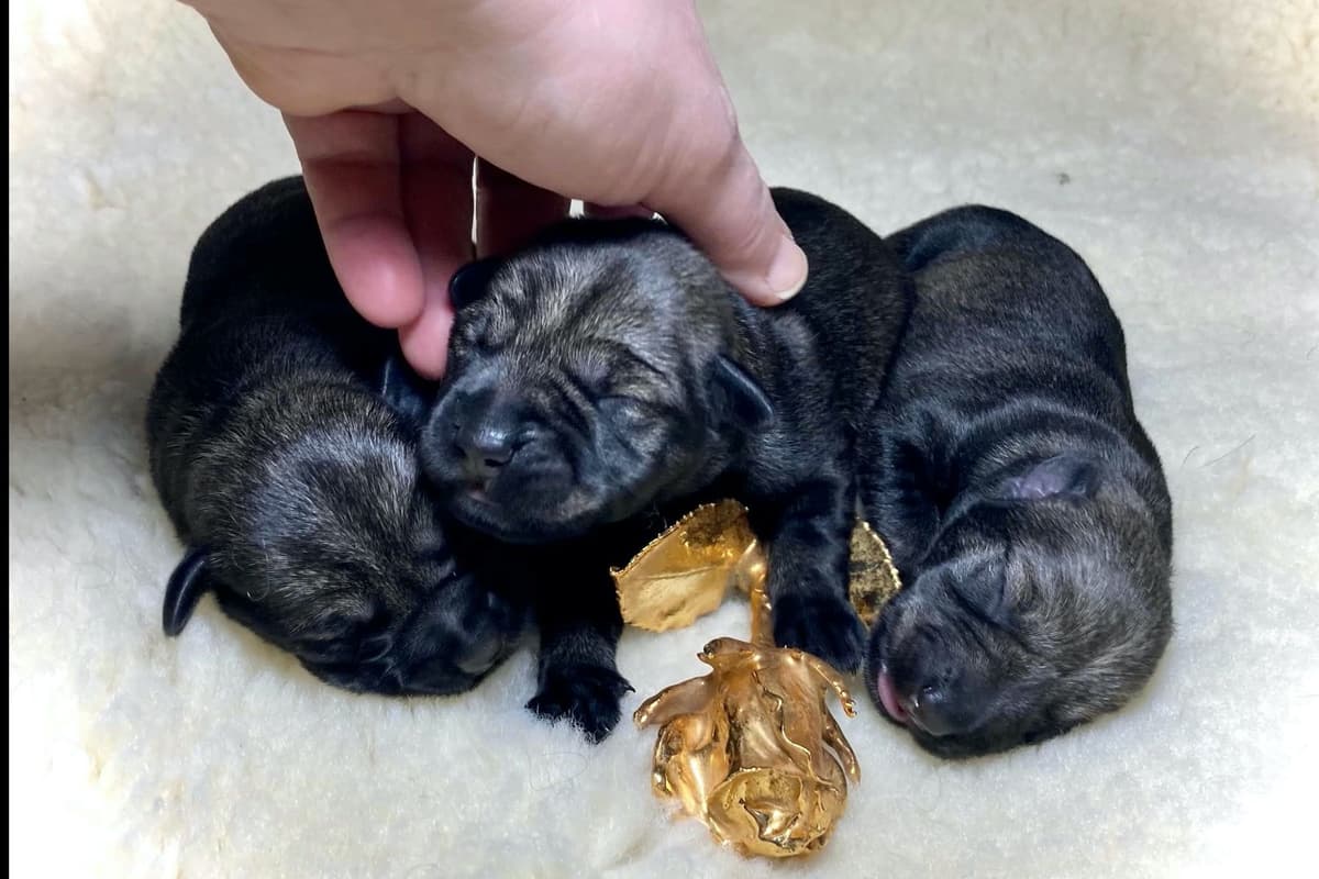 Miniature Schnauzer Puppies breeder image 19