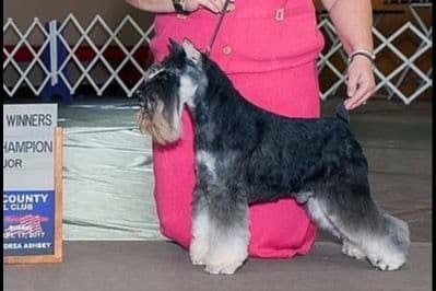 Miniature Schnauzer Puppies breeder image 5