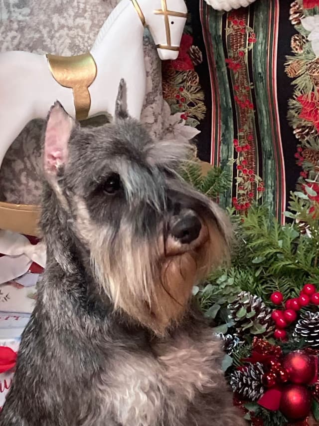 Miniature Schnauzer Puppies media 3