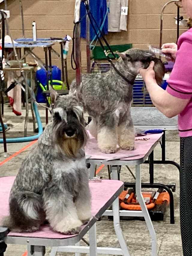 Miniature Schnauzer Puppies media 2