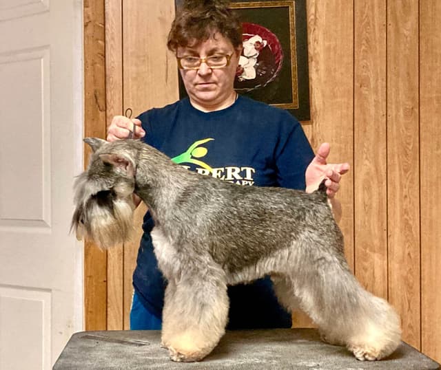 Miniature Schnauzer Puppies media 4