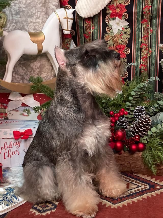 Miniature Schnauzer Puppies media 5