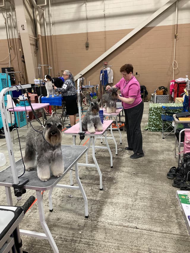 Miniature Schnauzer Puppies media 6