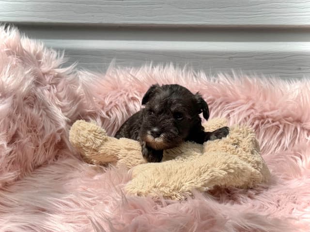 Miniature Schnauzer Puppies media 7