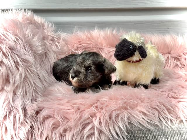 Miniature Schnauzer Puppies media 8