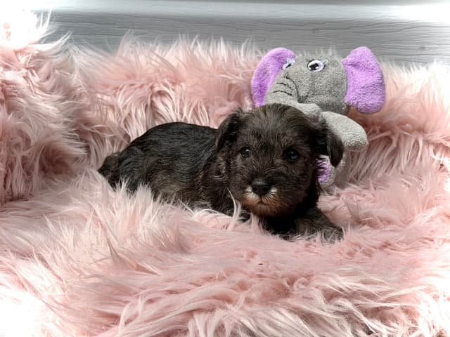 Miniature Schnauzer Puppies media 9