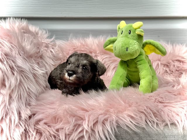 Miniature Schnauzer Puppies media 11