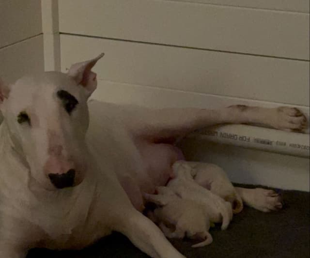 Beautiful Bull Terrier Puppies media 2