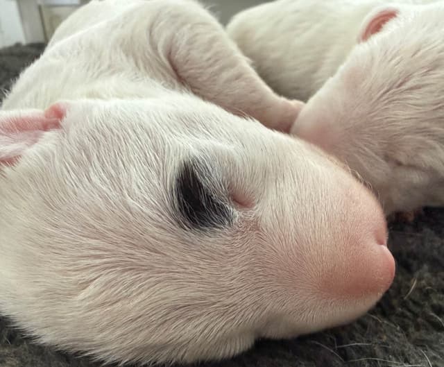 Beautiful Bull Terrier Puppies media 3
