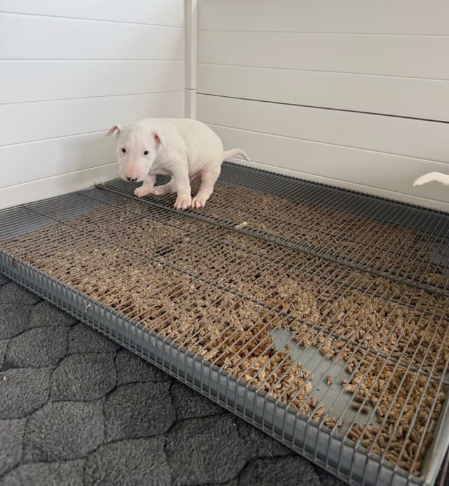 Beautiful Bull Terrier Puppies media 5