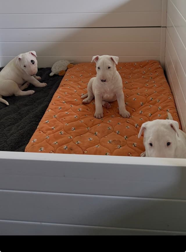 Beautiful Bull Terrier Puppies media 6