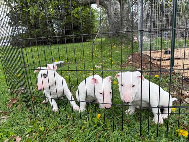 Beautiful Bull Terrier Puppies media 8