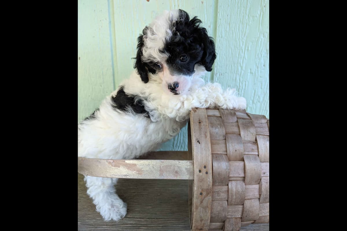 Maltese Puppies breeder image 5