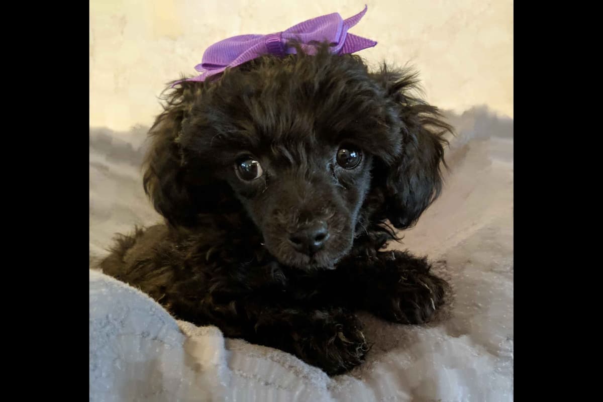 Maltese Puppies breeder image 6