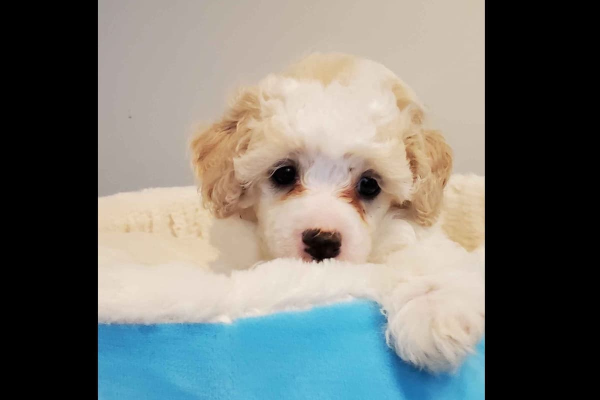Maltese Puppies breeder image 7