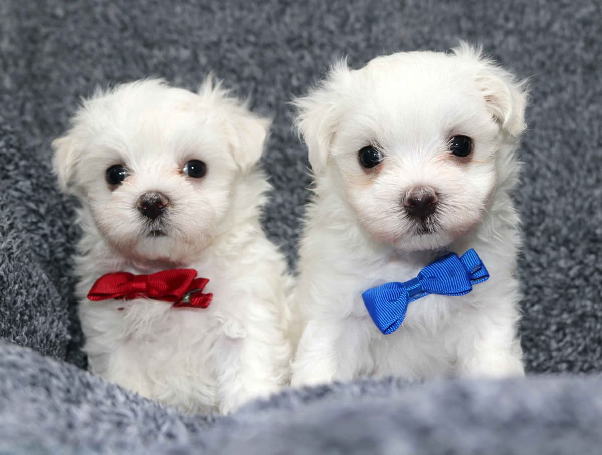 Maltese Puppies breeder image 1