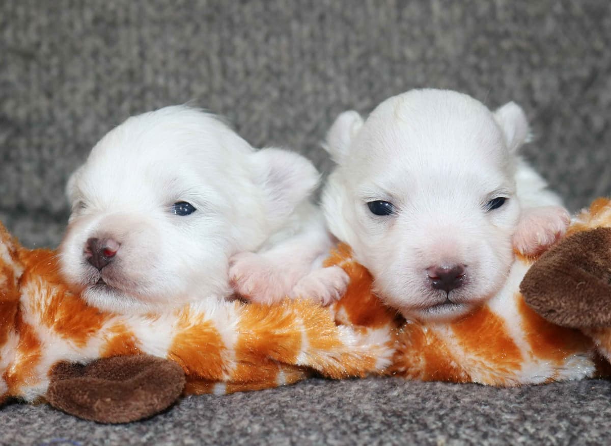 Maltese Puppies breeder image 8