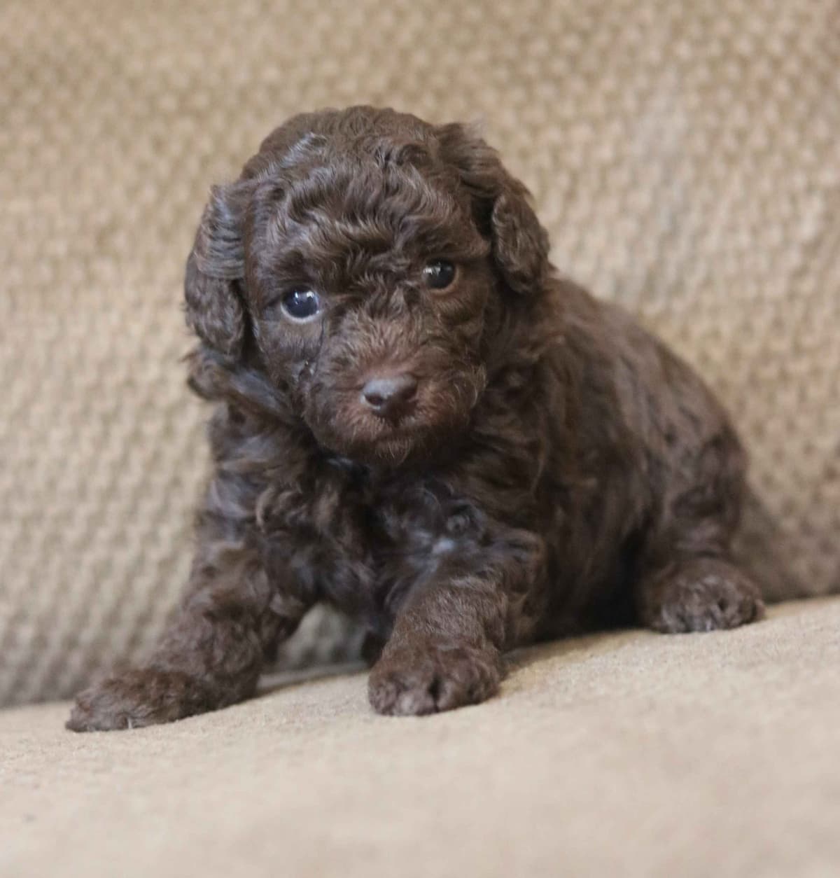Maltese Puppies breeder image 9