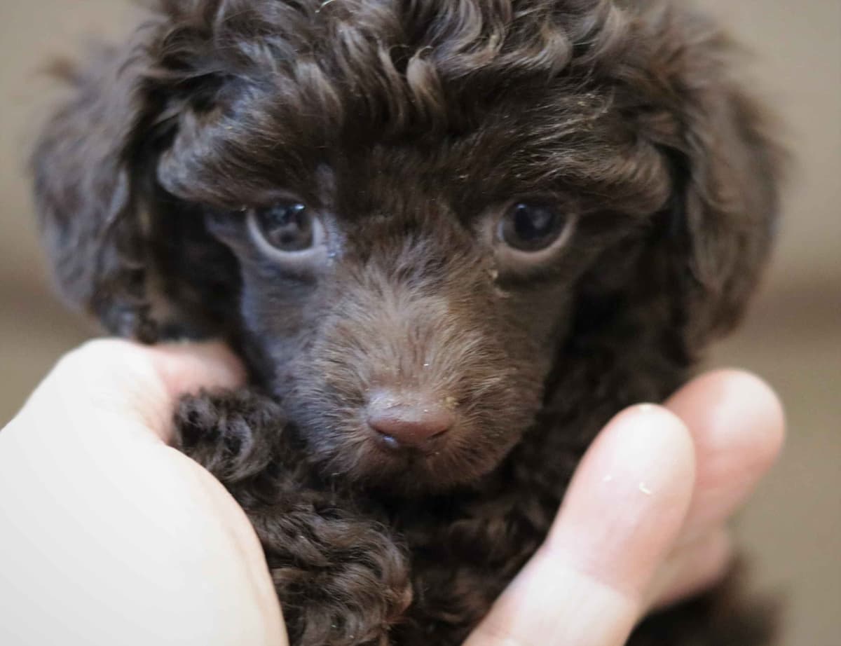 Maltese Puppies breeder image 10