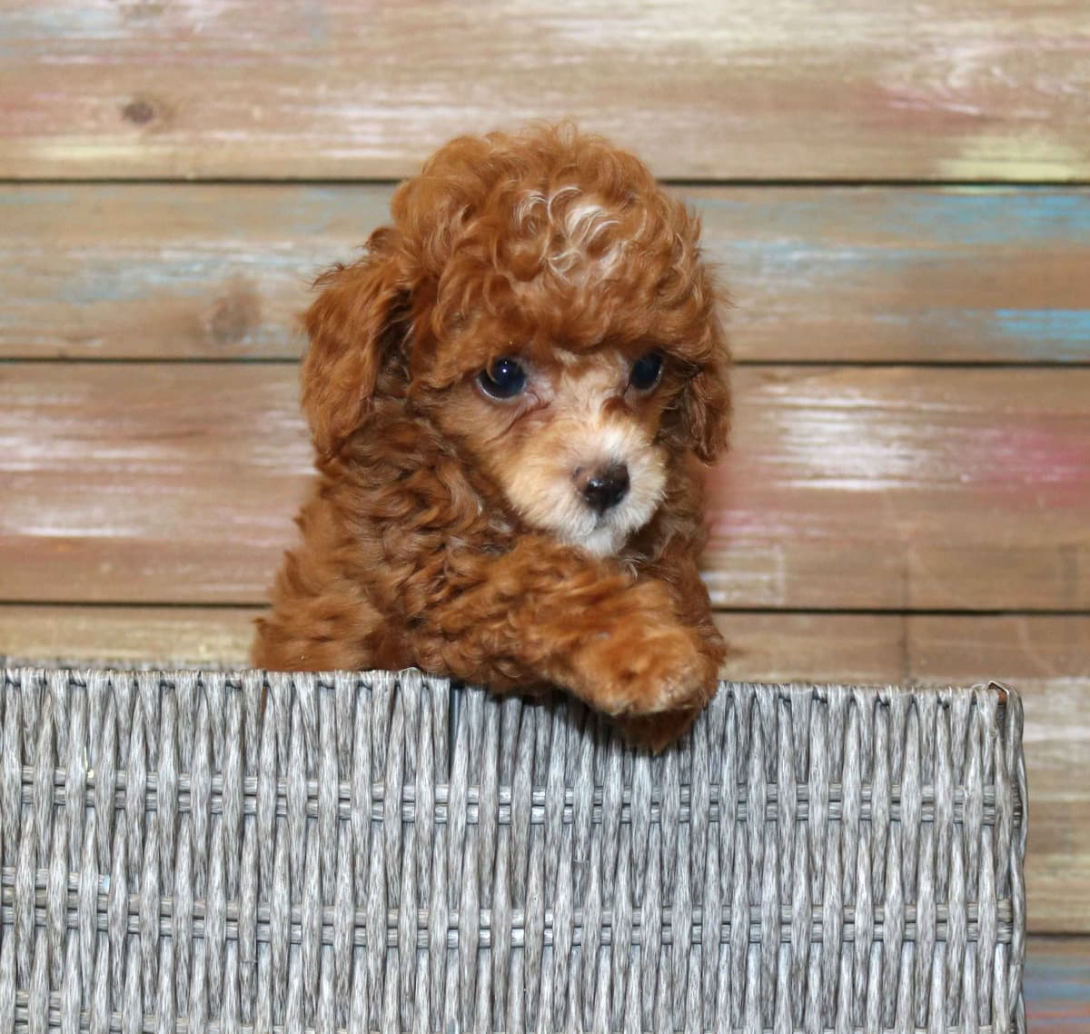Maltese Puppies breeder image 2