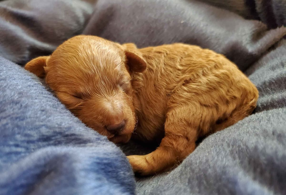 Maltese Puppies breeder image 11