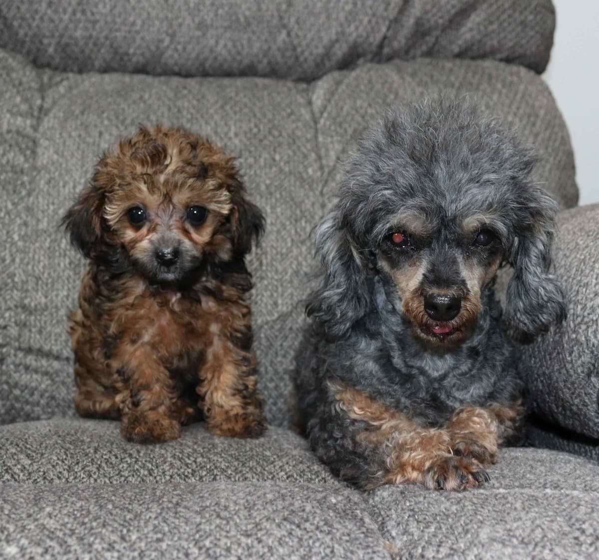 Maltese Puppies breeder image 3